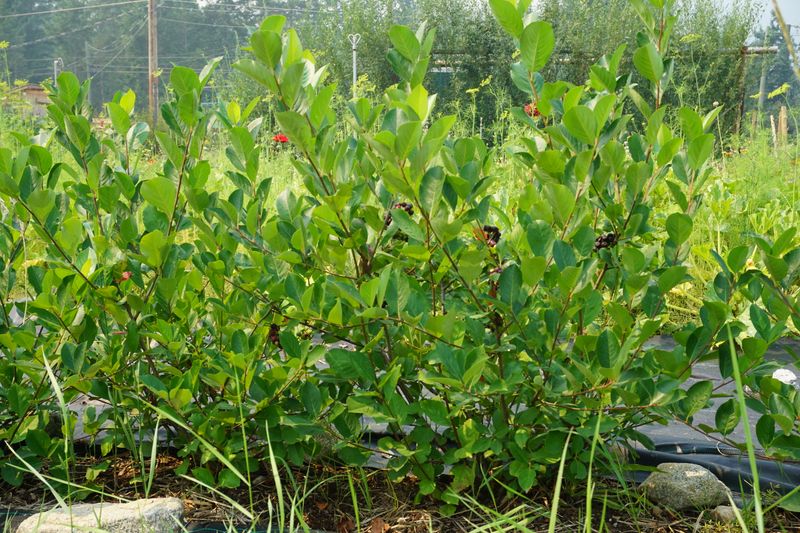 Aronia Berry