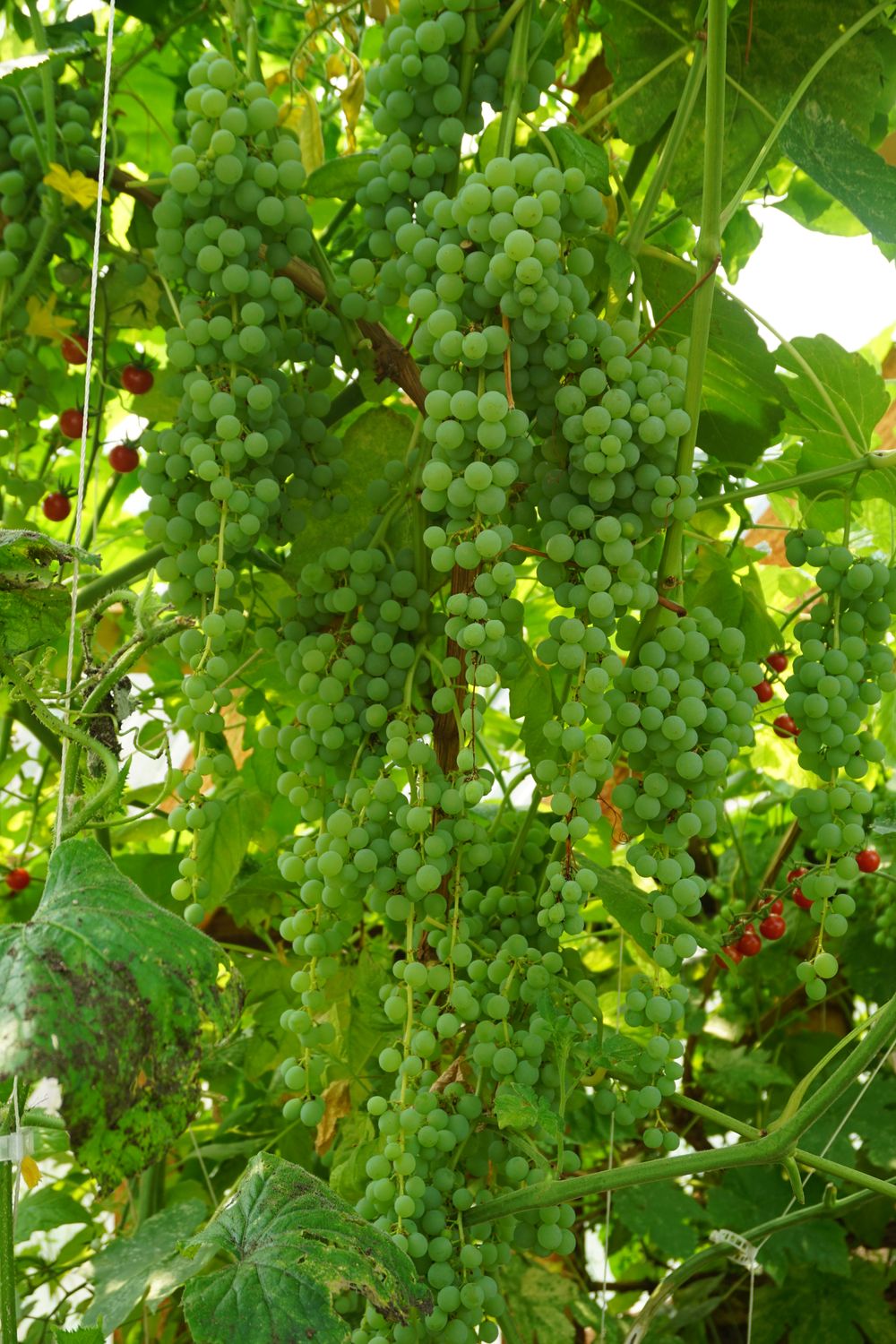 Himrod Grape