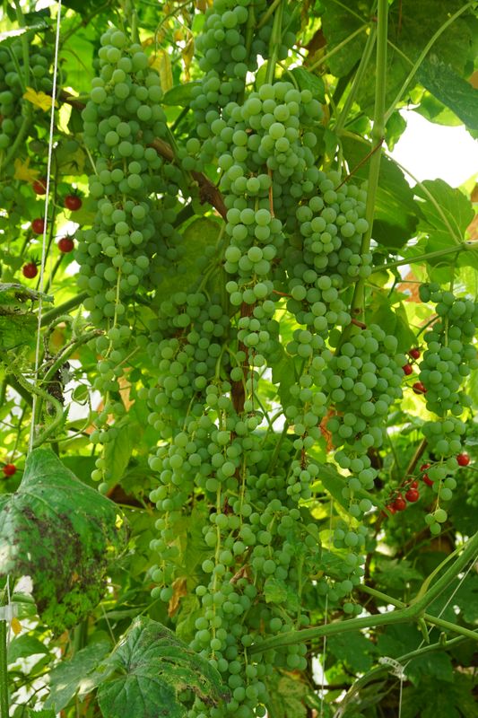 Himrod Grape