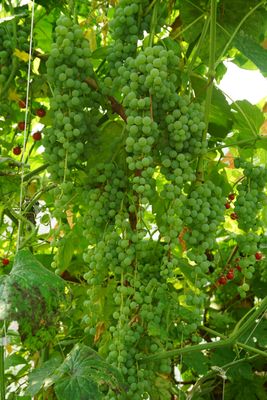 Himrod Grape