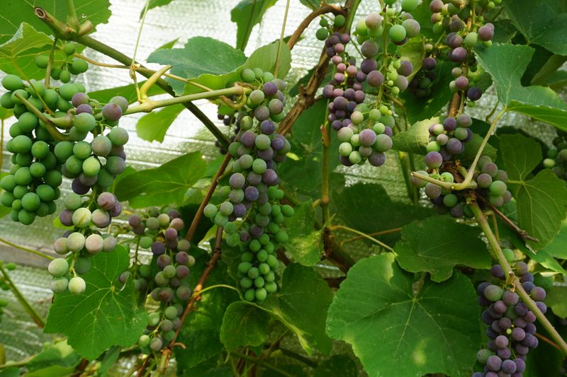 Coronation Grape