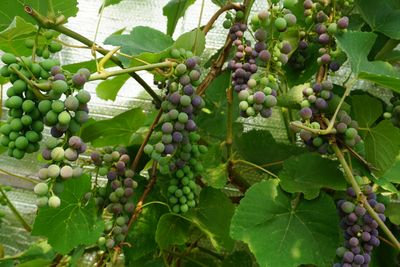 Coronation Grape