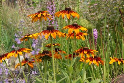 Rudbeckia Cappuccino