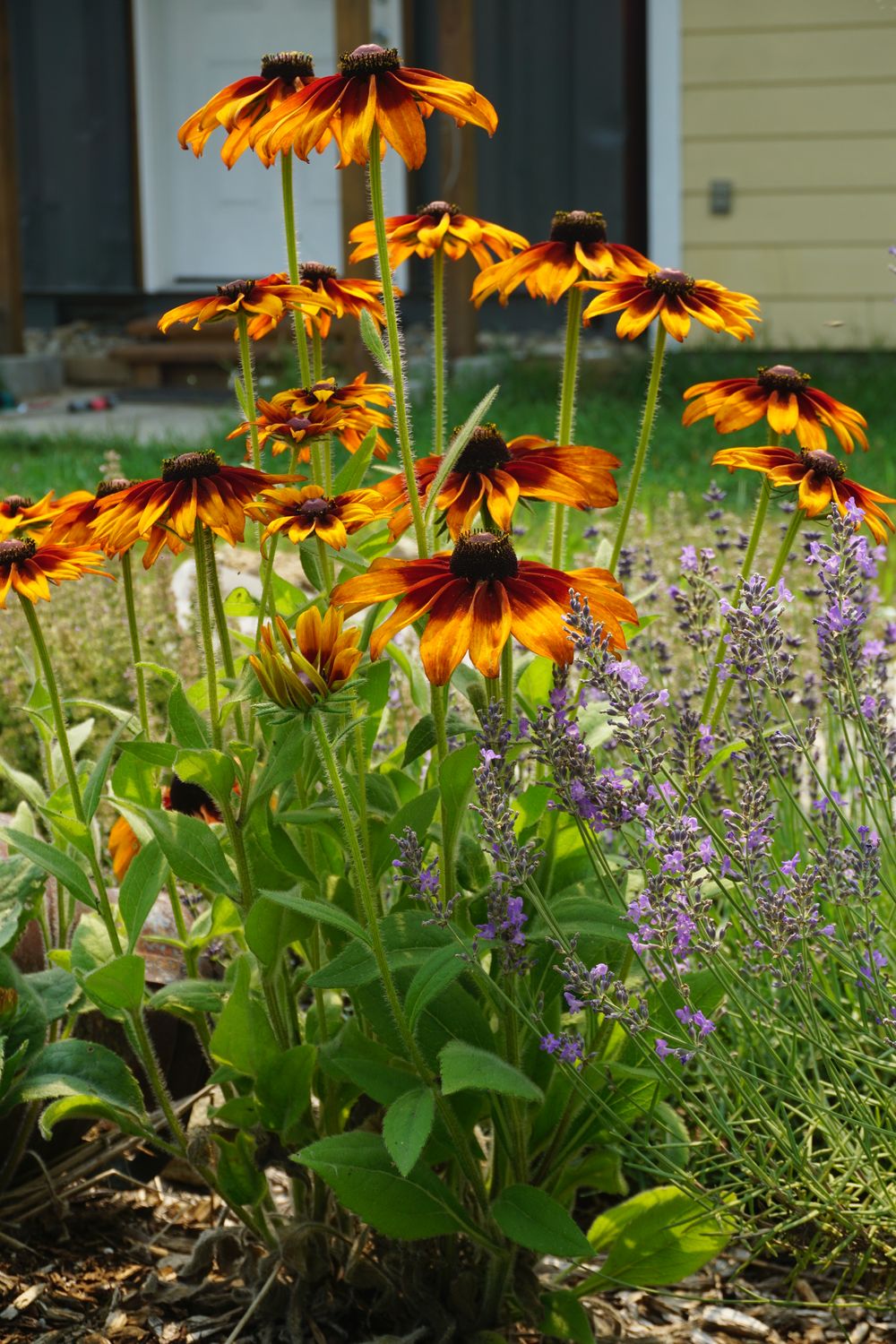 Rudbeckia Cappuccino