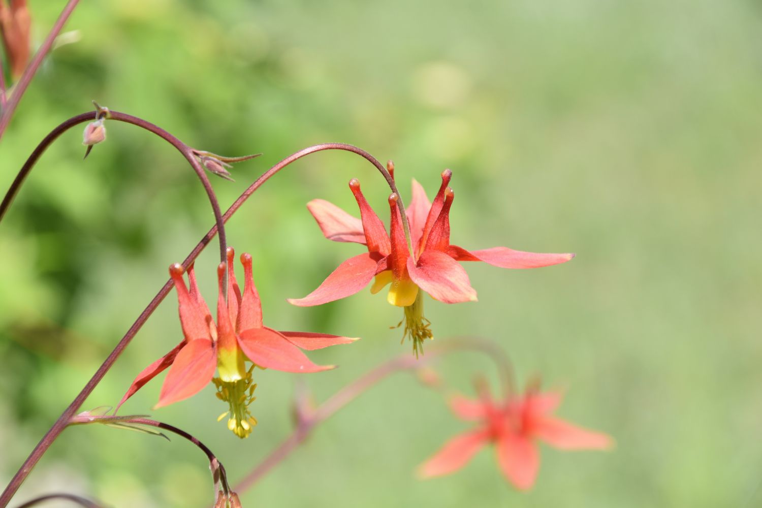 Giant Columbine