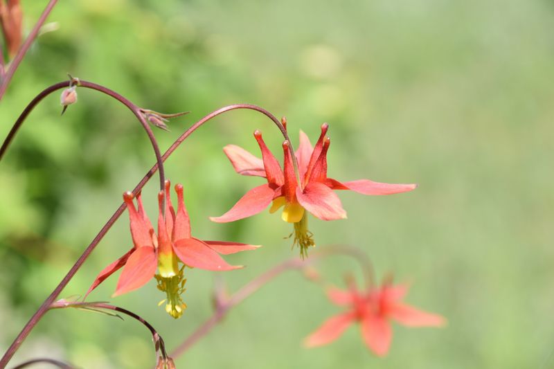 Giant Columbine