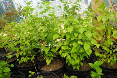 White Russian Mulberry