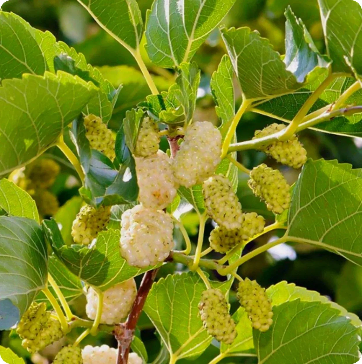 White Russian Mulberry