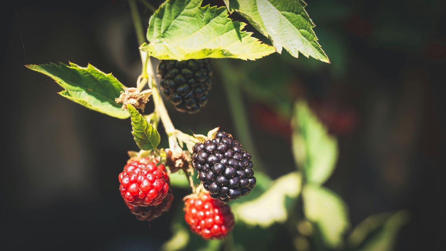 Blackberry - Thornless