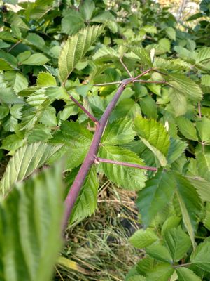 Blackberry - Thornless