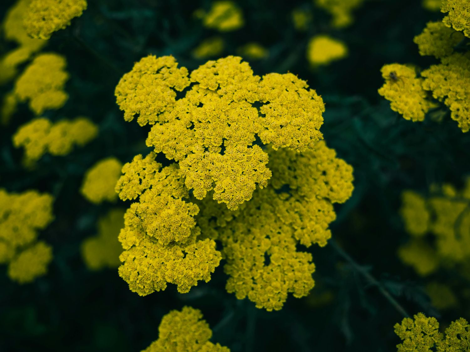 Golden-flowered Yarrow