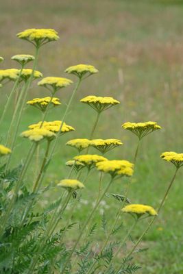 Golden-flowered Yarrow