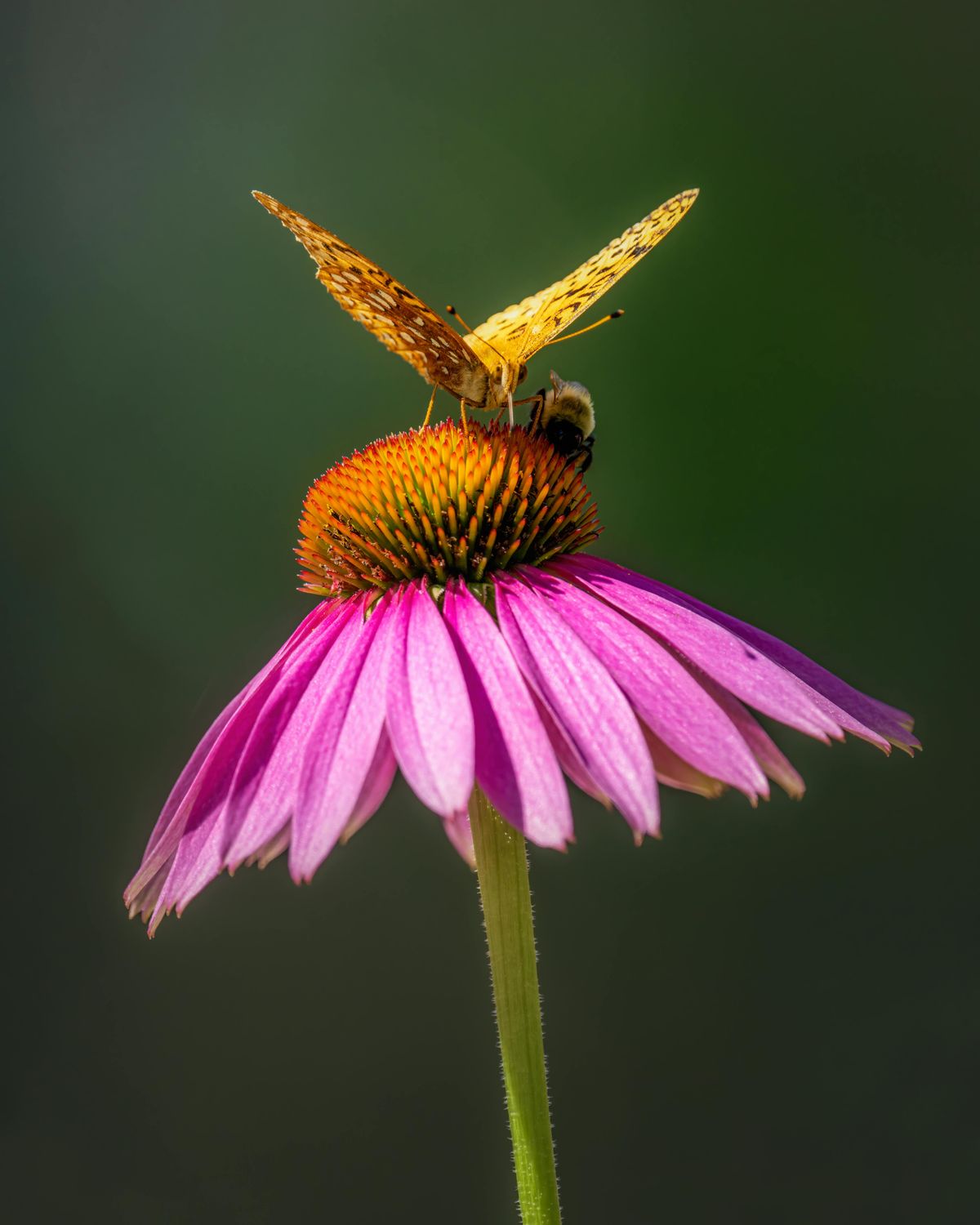 Purple Coneflowers Echinacea
