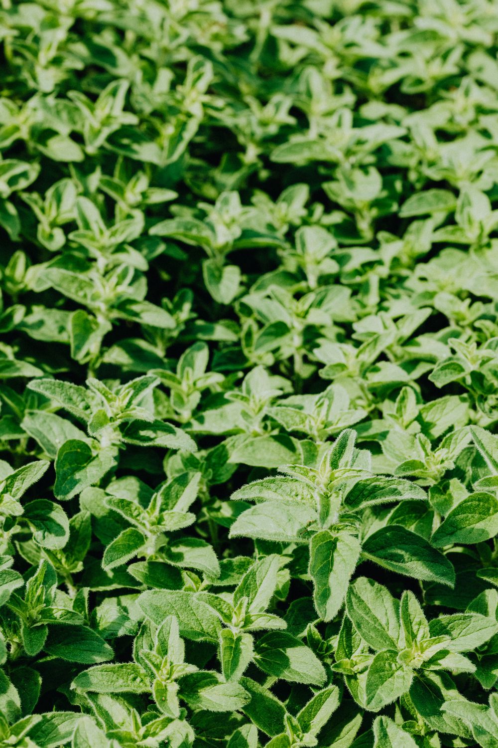 Oregano
