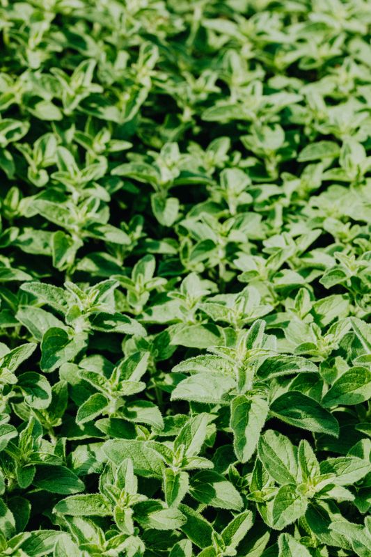 Oregano