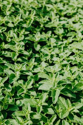 Oregano
