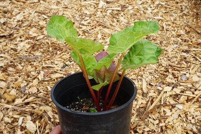 Rhubarb