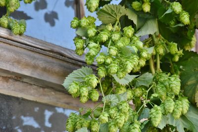 Brewers Gold Hops