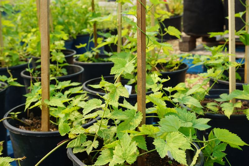 Brewers Gold Hops