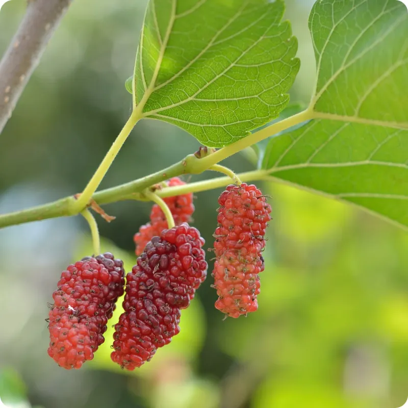 Red Mulberry