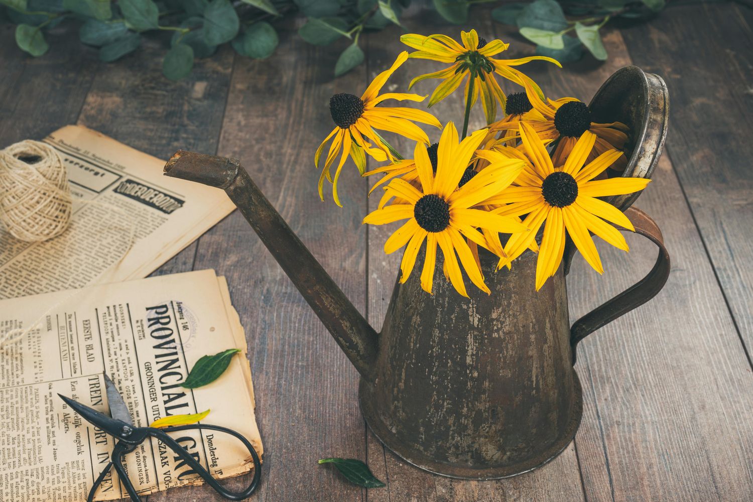Black Eyed Susan