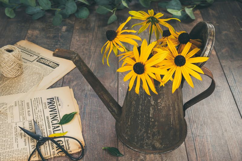 Black Eyed Susan