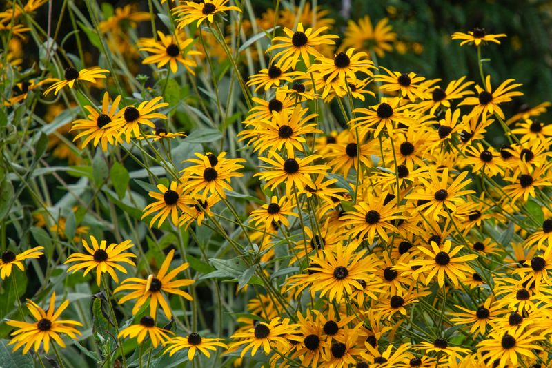Black Eyed Susan