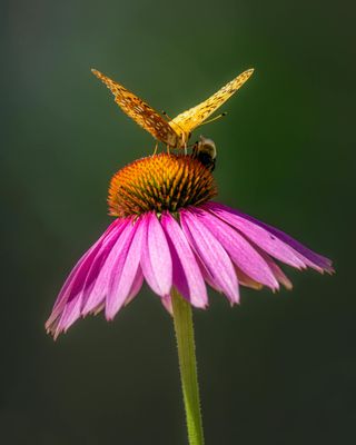Purple Coneflowers Echinacea