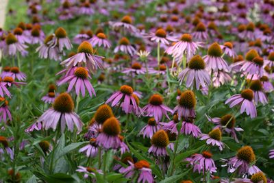 Purple Coneflowers Echinacea