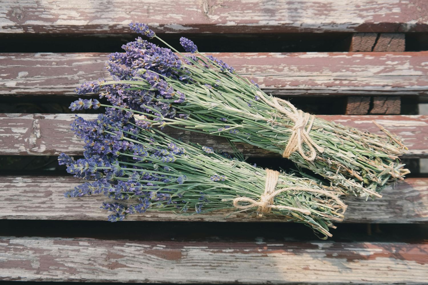 Lavender - Lavance Deep Purple