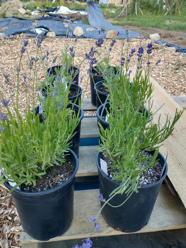 Lavender - Lavance Deep Purple