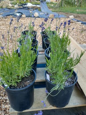 Lavender - Lavance Deep Purple