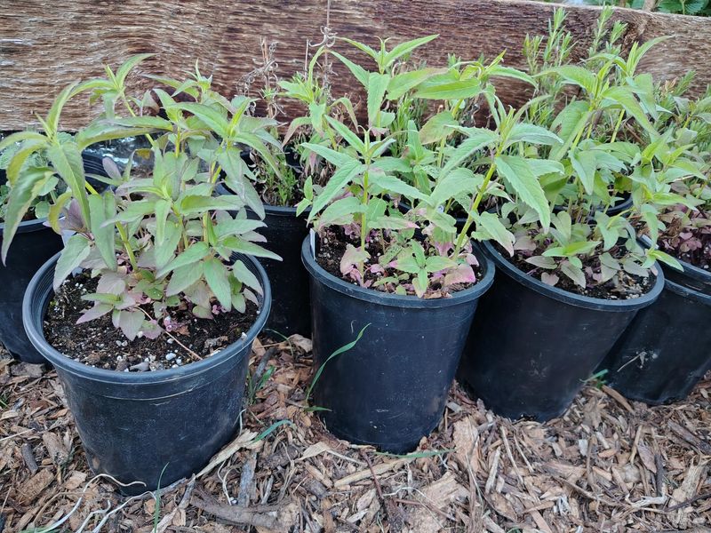 Wild Bergamot