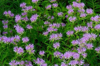 Wild Bergamot