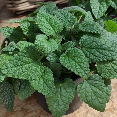 Mandarina Orange Balm