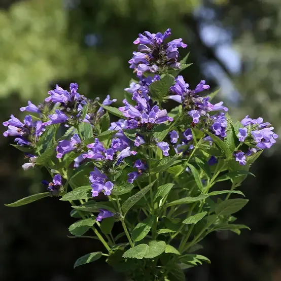 Nepeta Blue Panther