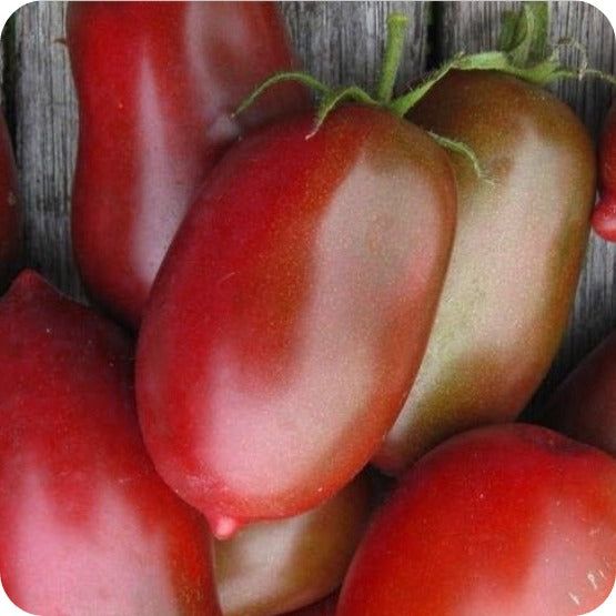 Tomato, Paste - Ukrainian Purple