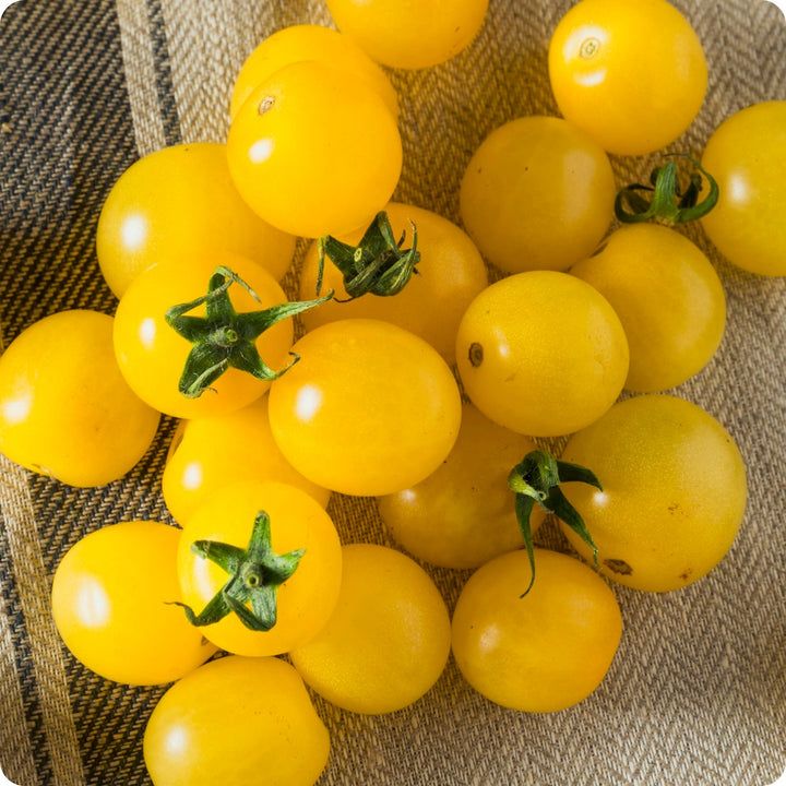Tomato, Cherry - Gold Nugget