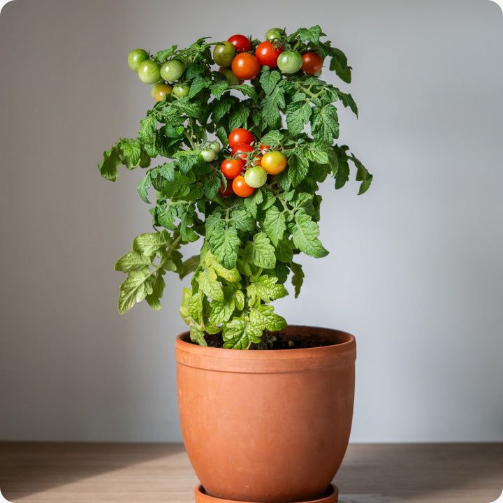 Tomato, Dwarf - Tiny Tim