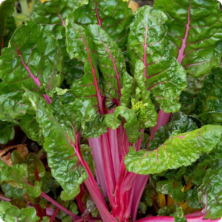Swiss Chard - Magenta Sunset