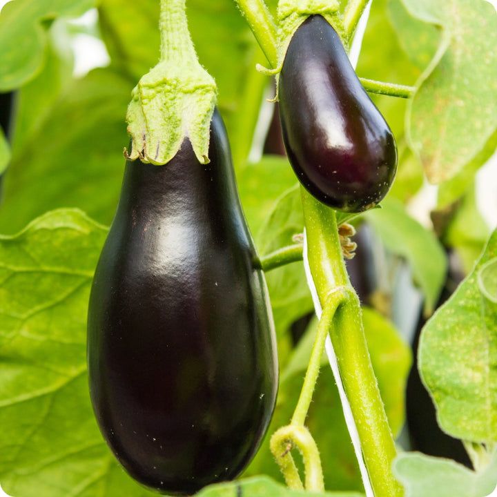 Eggplant - Diamond