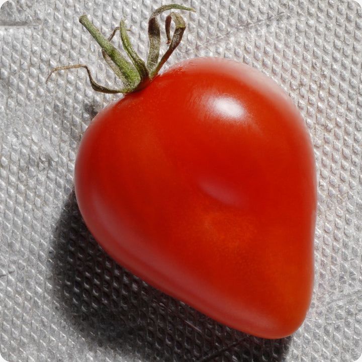 Tomato, Cherry - Gardeners' Sweetheart