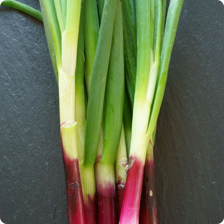 Onion - Red Beard Negi