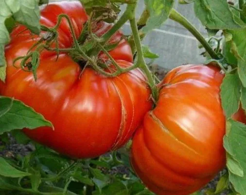 Tomato - Sicilian Saucer