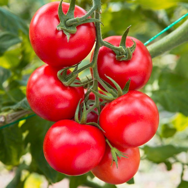 Tomato, Cherry - Amy's Sugar Gem