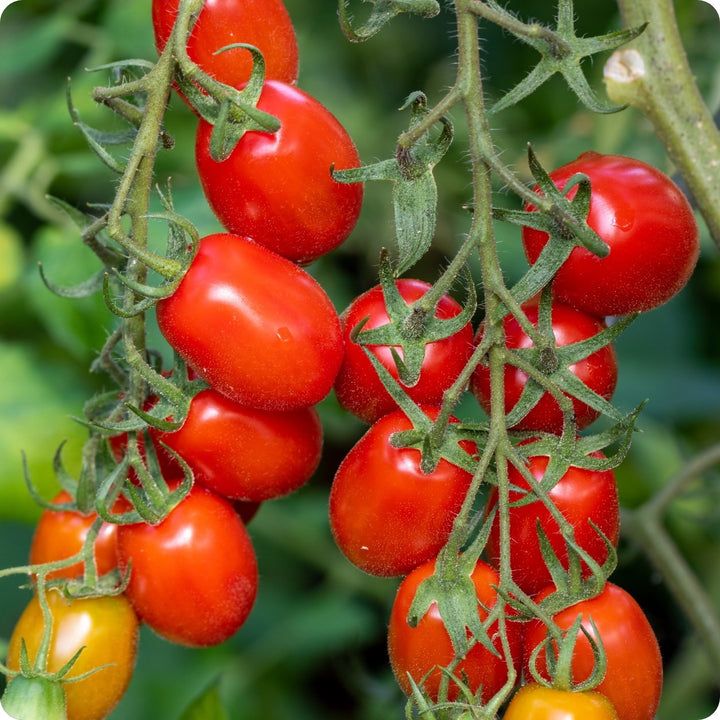 Tomato, Paste - Roma VF