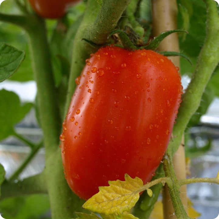 Tomato, Paste - San Marzano