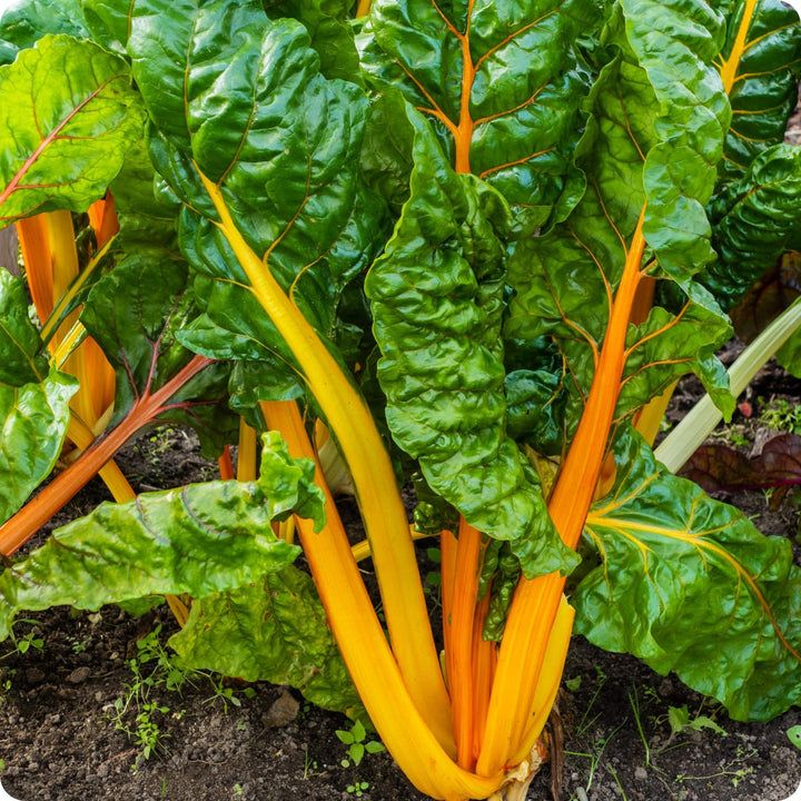 Swiss Chard - Orange