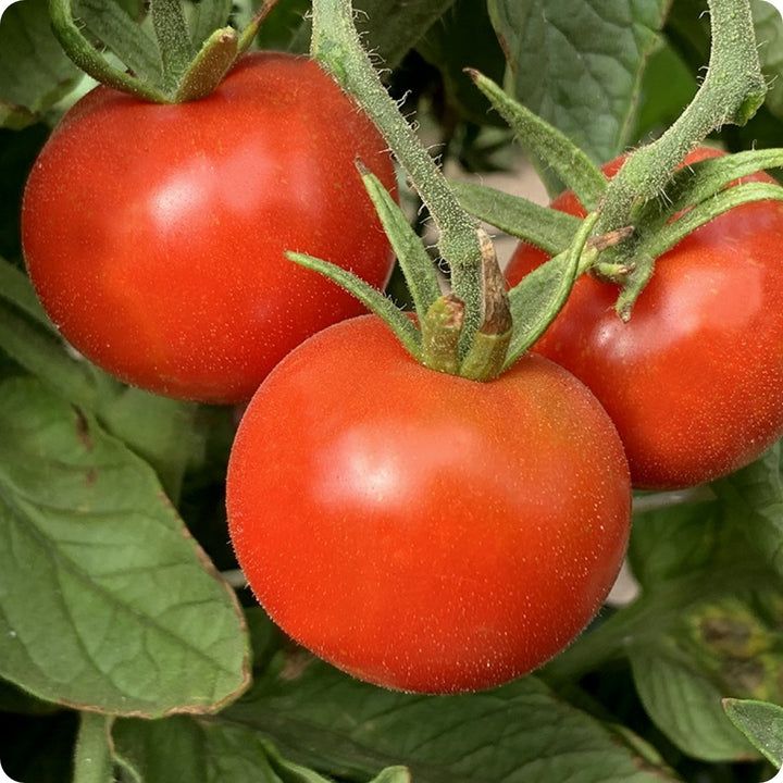 Tomato - Stupice