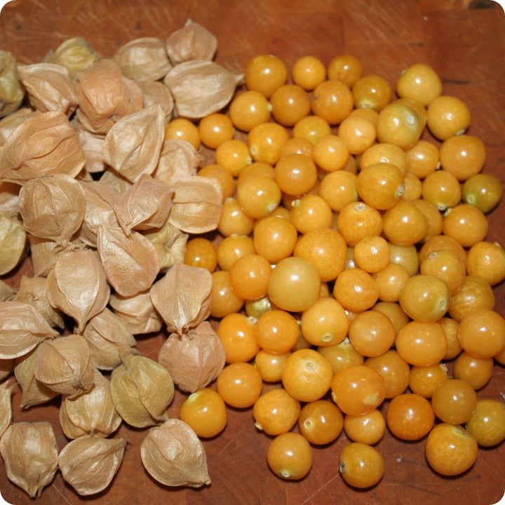 Ground Cherry - Goldie